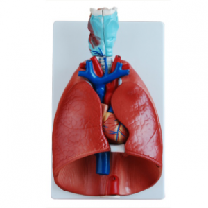 Throat, heart, lung model